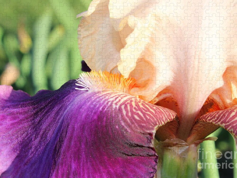 Iris Jigsaw Puzzle featuring the photograph Purple Pink by Stefania Caracciolo