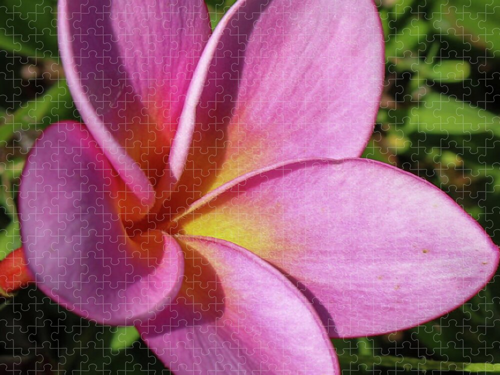 Flowers Jigsaw Puzzle featuring the pyrography Purple Plumeria by Tony Spencer