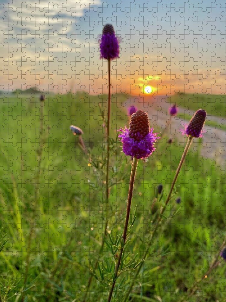 Purple Prairie Clover Jigsaw Puzzle featuring the photograph Purple Prairie Clover by Alex Blondeau