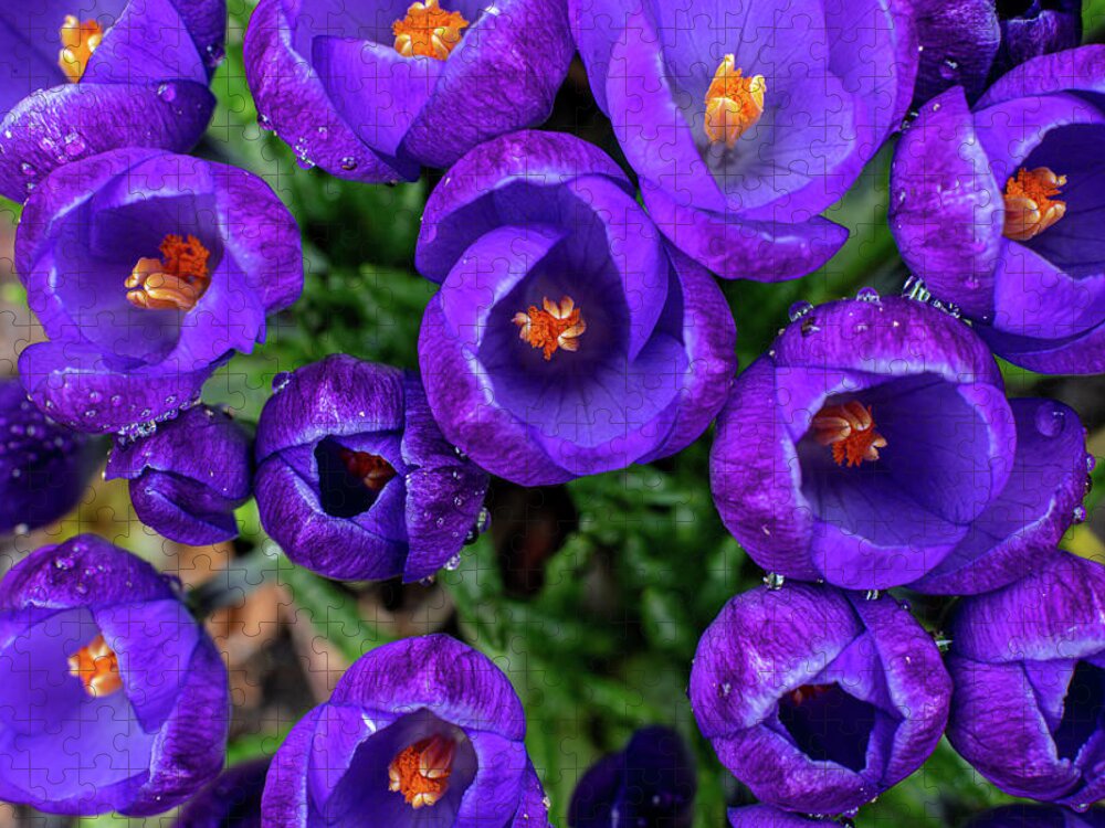 Spring Jigsaw Puzzle featuring the photograph Purple Rain by Kevin Suttlehan