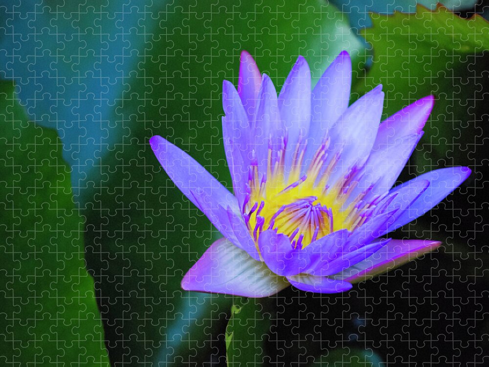 Exotic Flower Jigsaw Puzzle featuring the photograph Purple Water Lily by Christi Kraft