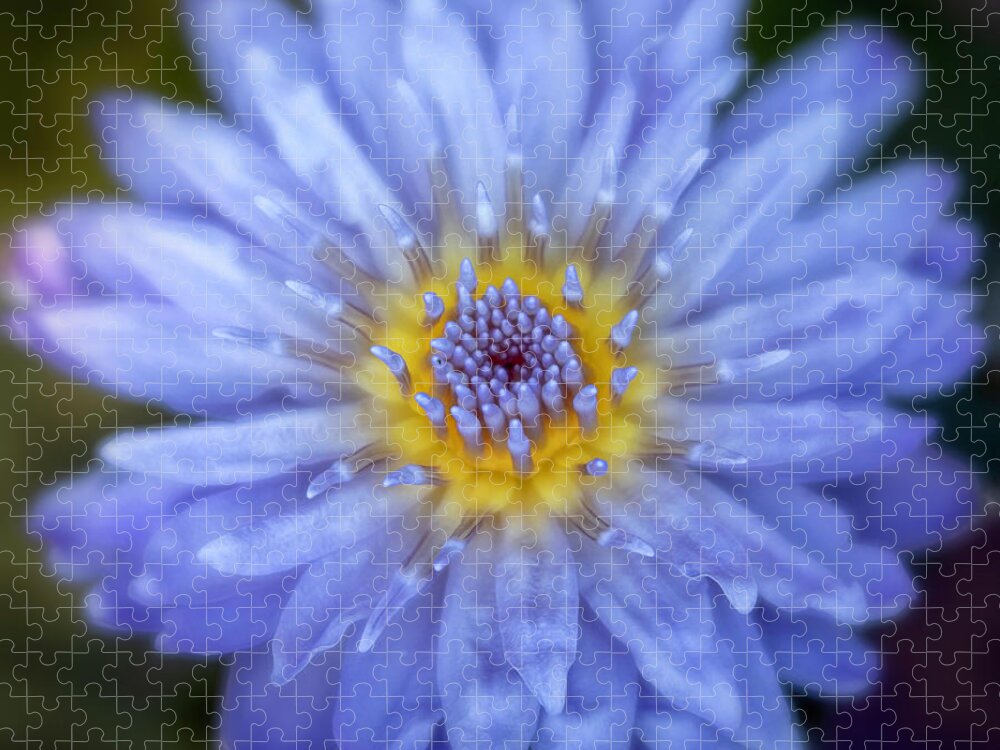 Gardens Jigsaw Puzzle featuring the photograph Purple Water Lily Square by Teresa Wilson