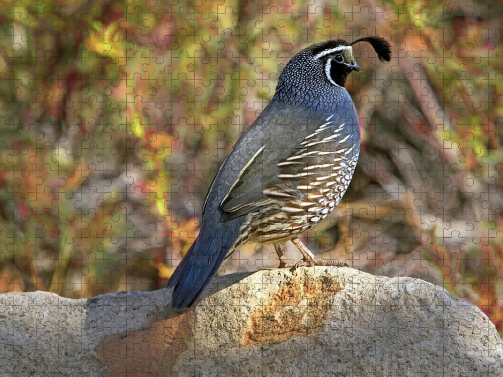 Quail Jigsaw Puzzle featuring the photograph Quail On The Rocks by Donna Kennedy