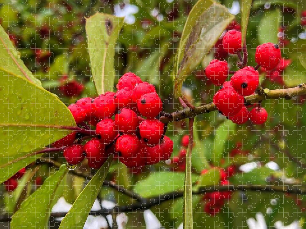 Landscape Jigsaw Puzzle featuring the photograph Rain Drops on Cranberries by Michael Dean Shelton