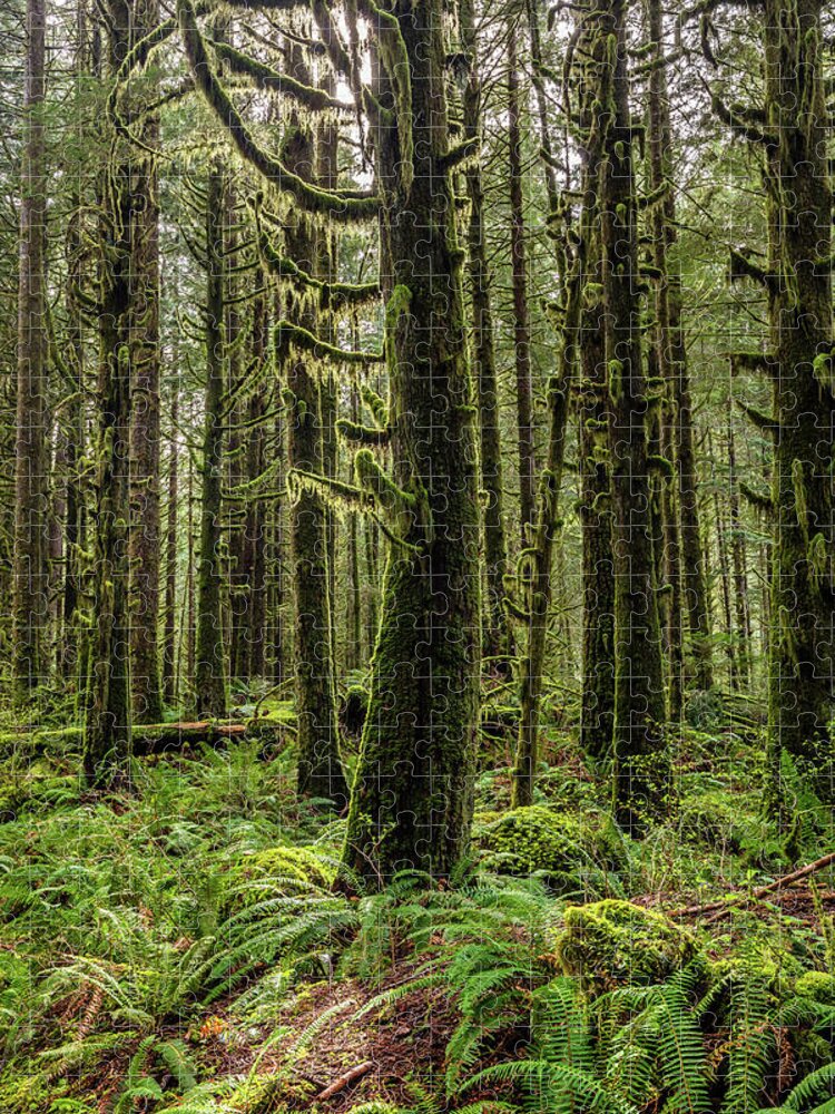 Rain Forest Jigsaw Puzzle featuring the photograph Rain Forest of Golden Ears by Pierre Leclerc Photography