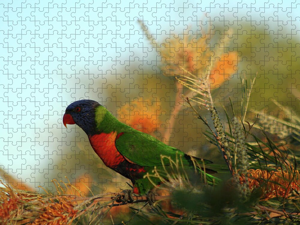 Animals Jigsaw Puzzle featuring the photograph Rainbow Lorikeet perched on a Grevillea by Maryse Jansen