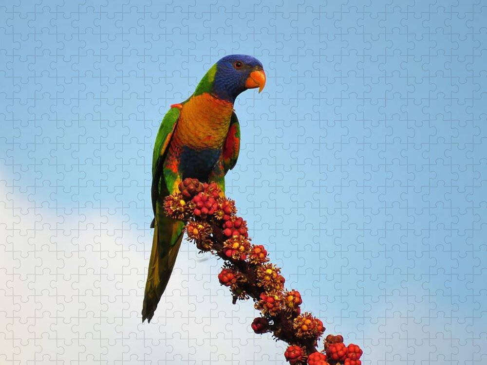 Australian Bird Jigsaw Puzzle featuring the photograph Rainbow Lorikeet Umbrella Tree Flowers by Joan Stratton