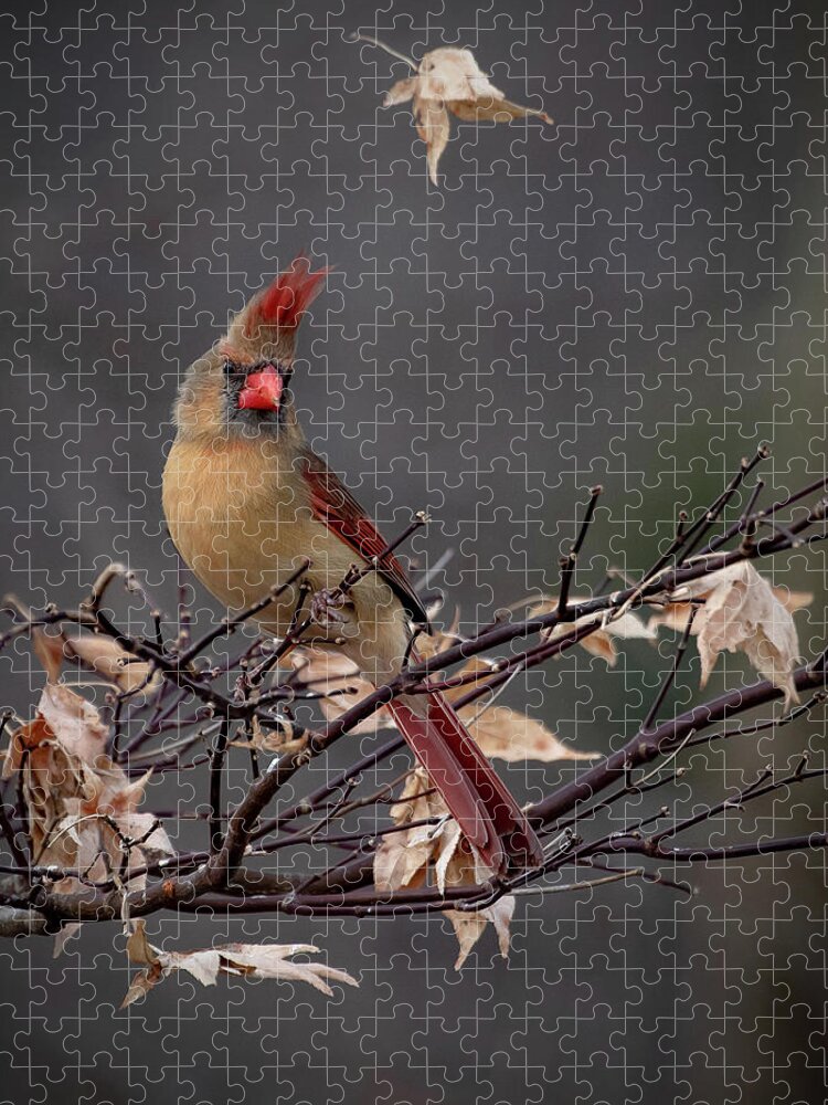 Cardinal Jigsaw Puzzle featuring the photograph Rainy Day Cardinal by Mindy Musick King