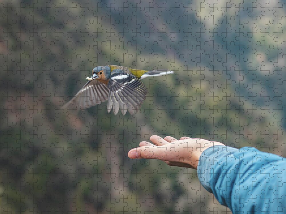 Balcoes Viewpoint Jigsaw Puzzle featuring the photograph Bird thief on Madeira by Vaclav Sonnek