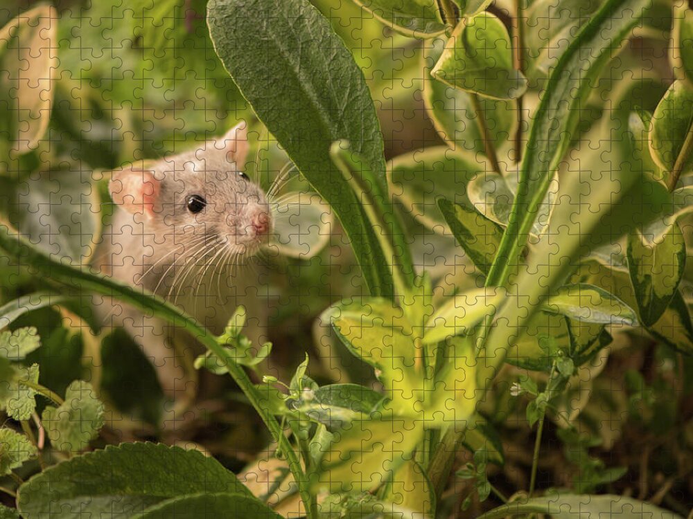 Rat Jigsaw Puzzle featuring the photograph Rat in the Garden by Naomi Maya