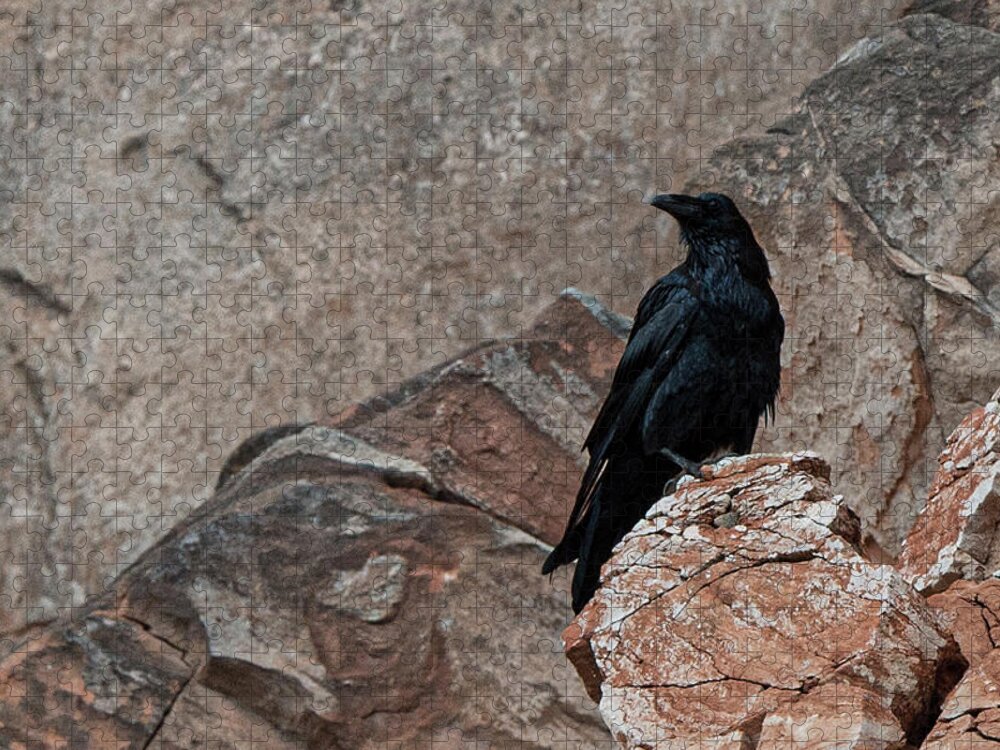 Raven Jigsaw Puzzle featuring the photograph Raven in Lake Powell by Bonnie Colgan