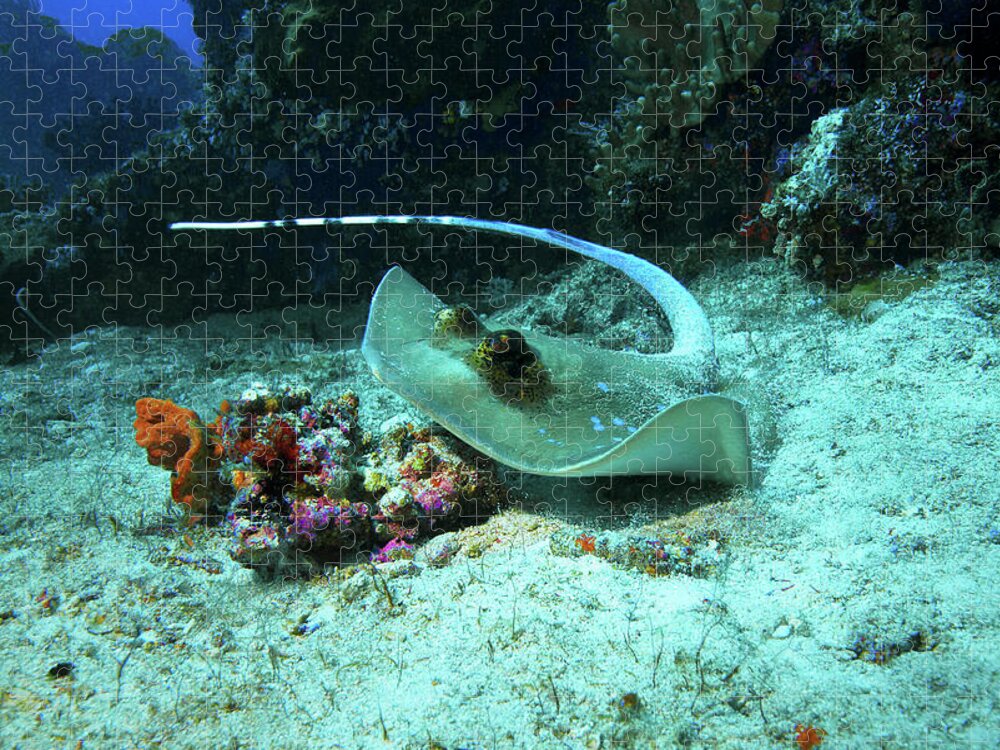 Ray Jigsaw Puzzle featuring the photograph Ray on the move - Dynamic underwater photograph of stingray - by Ute Niemann