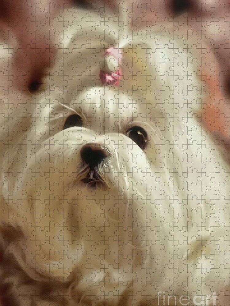 Maltese Jigsaw Puzzle featuring the photograph Ready For Cuddles by Lois Bryan