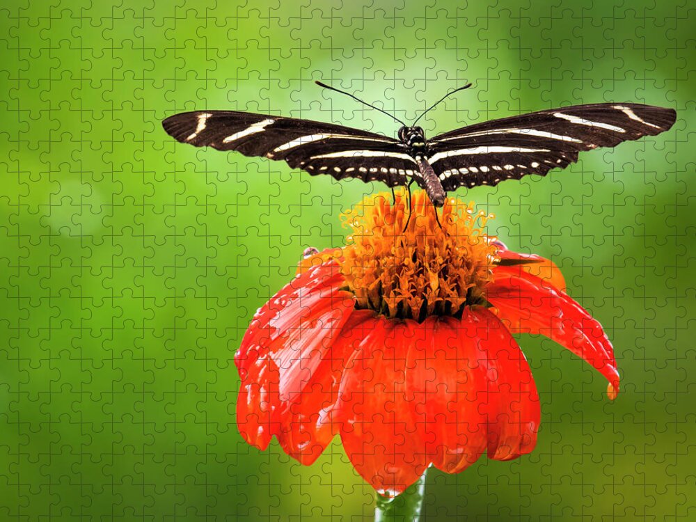 Butterfly Jigsaw Puzzle featuring the photograph Ready For Takeoff by Ginger Stein