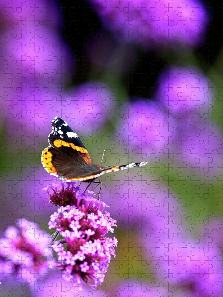 Red Admiral Jigsaw Puzzle featuring the photograph Red Admiral butterfly nectaring by Tony Mills