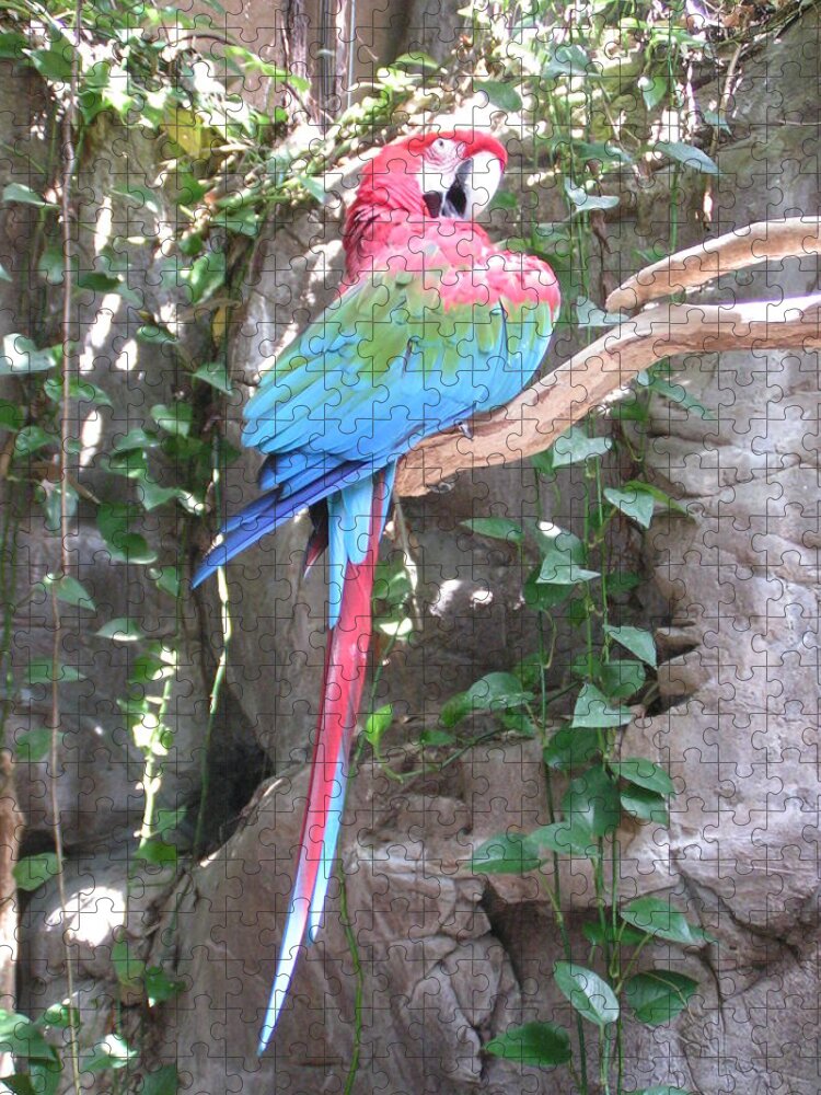 Taken At The Audubon Zoo In New Orleans Jigsaw Puzzle featuring the photograph Red and Green Macaw by Heather E Harman
