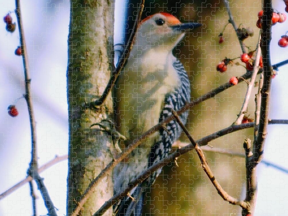 Red-bellied Woodpecker Jigsaw Puzzle featuring the photograph Red-Bellied Woodpecker with Berries by Sea Change Vibes