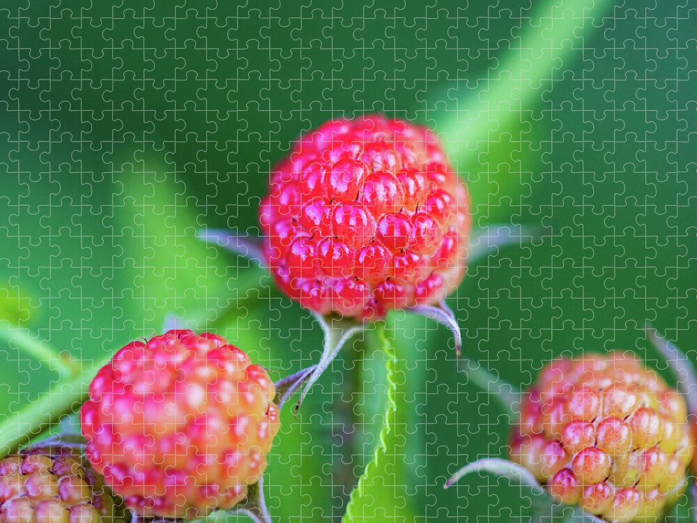 Fruit Jigsaw Puzzle featuring the photograph Red Berry Bush by Amelia Pearn