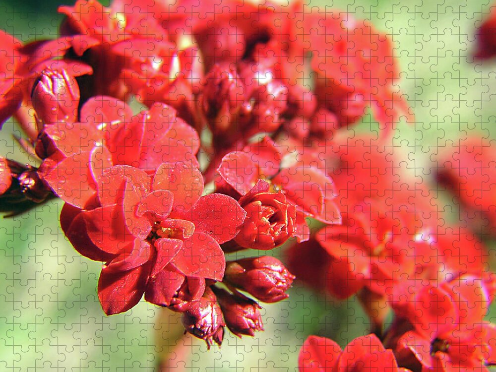 Red Jigsaw Puzzle featuring the painting Red Blossom Falls by Adam Johnson