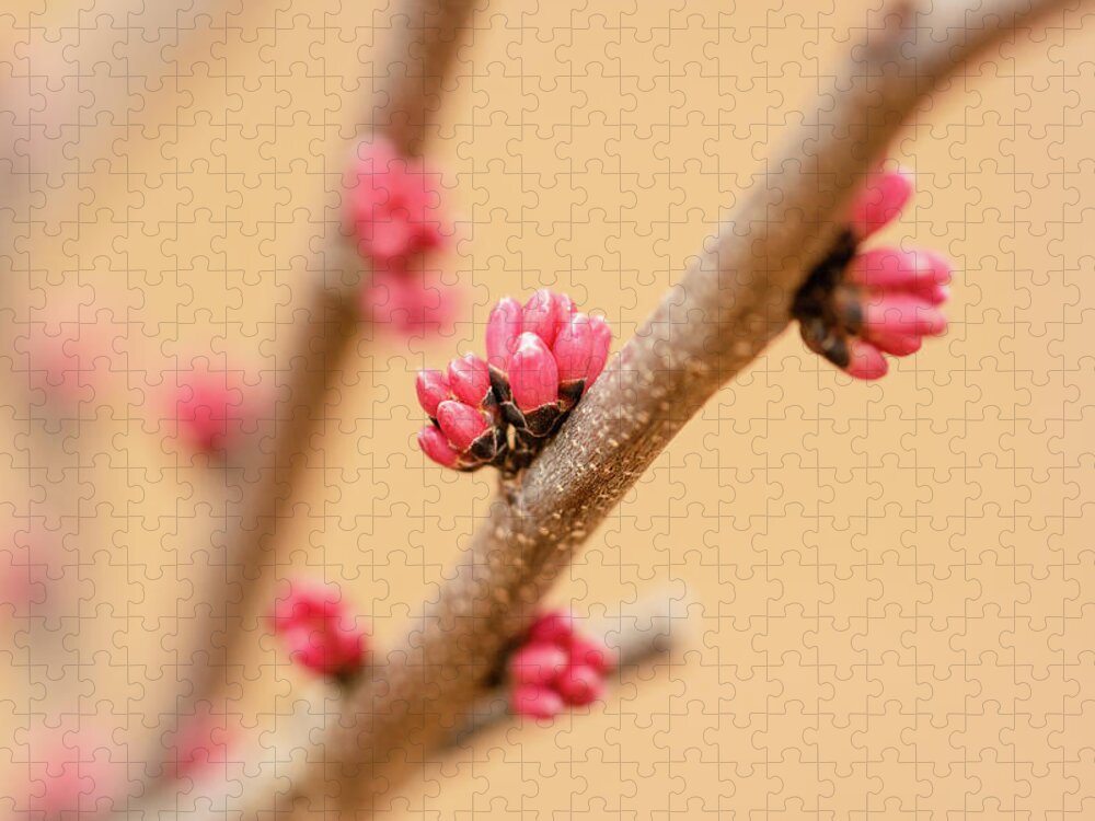 Eastern Red Bud Tree Jigsaw Puzzle featuring the photograph Red Bud Buds by Joni Eskridge