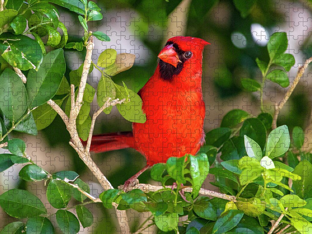 Bird Jigsaw Puzzle featuring the photograph Red Cardinal Perched by Blair Damson