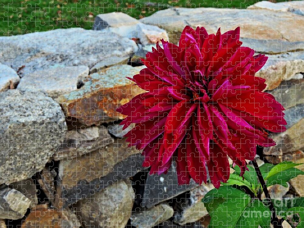 Flower Jigsaw Puzzle featuring the photograph Red Dahlia by Marcia Lee Jones