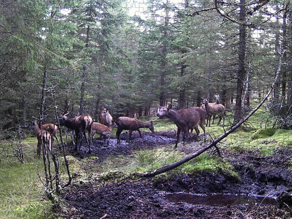 Red Deer Jigsaw Puzzle featuring the photograph Red deer hinds and stag at a peaty wallow by Phil Banks