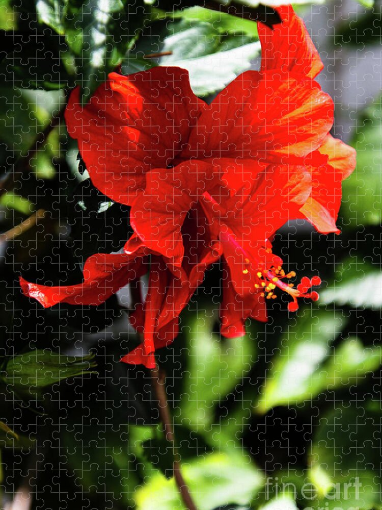 Florida Jigsaw Puzzle featuring the photograph Red Double Hibiscus Fruitland Park Florida by Philip And Robbie Bracco