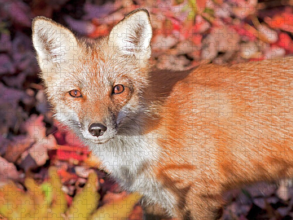 New Hampshire Jigsaw Puzzle featuring the photograph Red Fox by John Rowe
