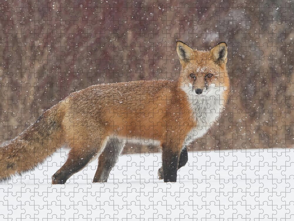 Fox Jigsaw Puzzle featuring the photograph Red Fox On Alert by CR Courson