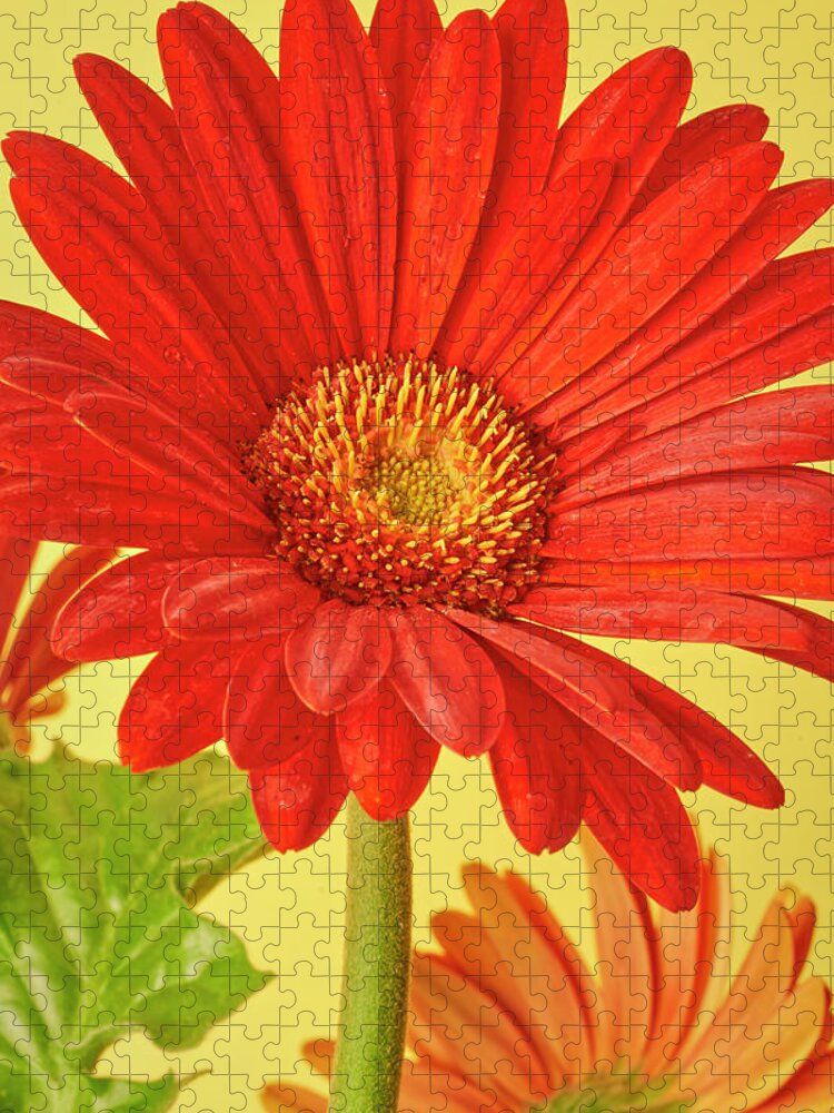 Red Jigsaw Puzzle featuring the photograph Red Gerbera Daisy 2 by Richard Rizzo