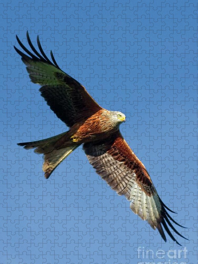 Red Kite Jigsaw Puzzle featuring the photograph Red Kite Bird of Prey by Martyn Arnold