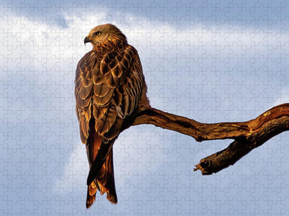 Framing Places Photography Jigsaw Puzzle featuring the photograph Red Kite by Framing Places