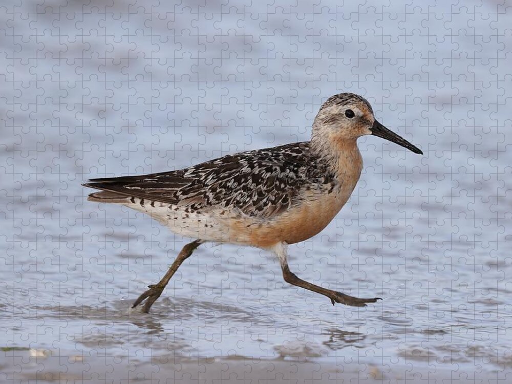 Red Knot Jigsaw Puzzle featuring the photograph Red Knot on the Run by Mingming Jiang