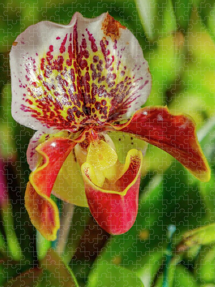 Lady Slipper Jigsaw Puzzle featuring the photograph Red Lady Slipper Orchid by Cate Franklyn