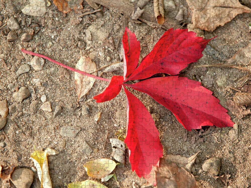 Fall Jigsaw Puzzle featuring the photograph Red Leaf by Rich S
