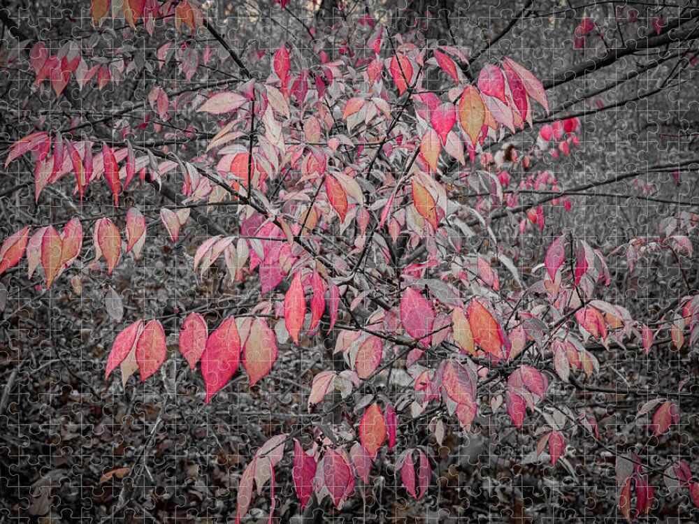 Red Leaves Woods Waukegan Illinois B&w Isolate Color Autumn Fall Jigsaw Puzzle featuring the photograph Red Leaves in the Woods - Waukegan, Illinois by David Morehead