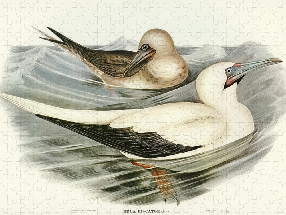 Red-legged Gannet Jigsaw Puzzle featuring the drawing Red-legged Gannet, Sula piscator by John Gould