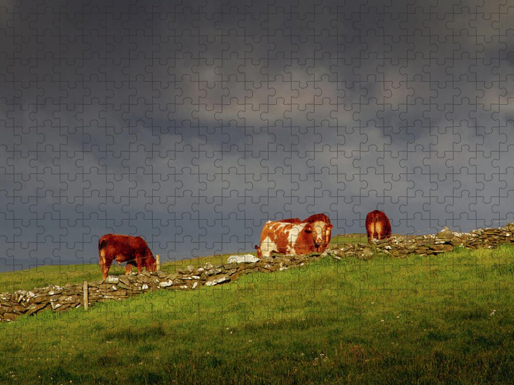 Red Cow Jigsaw Puzzle featuring the photograph Red on the Horizon by Mark Callanan