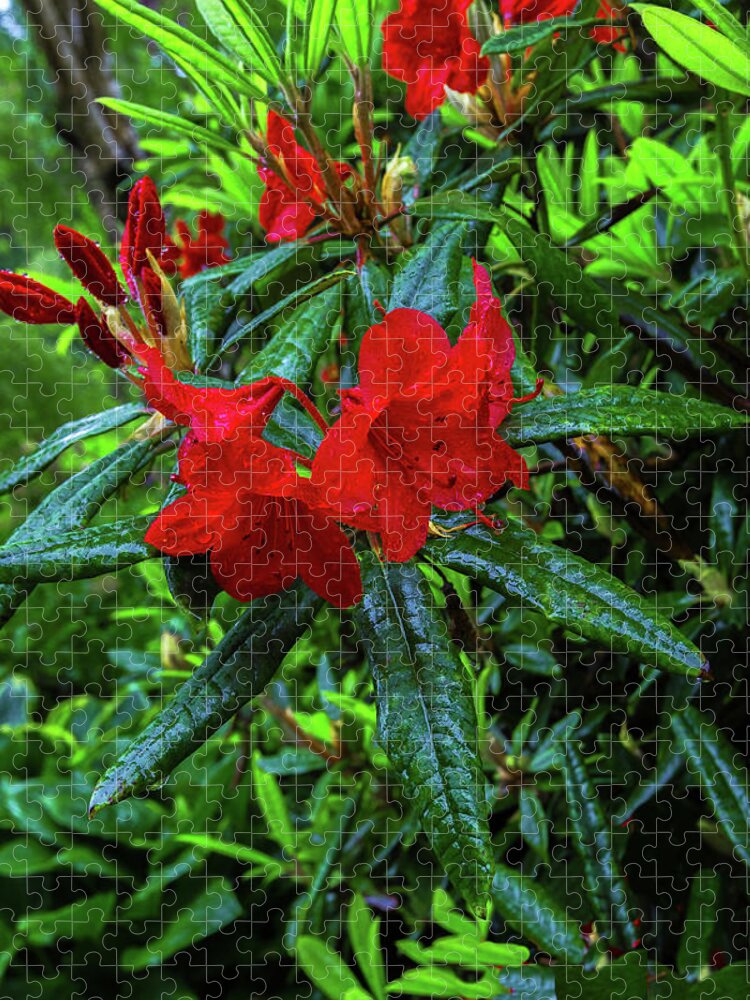 Alex Lyubar Jigsaw Puzzle featuring the photograph Red Rhododendron covered with dew by Alex Lyubar