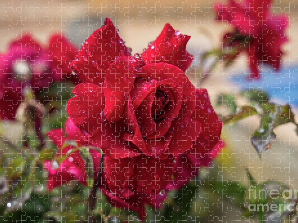 Bloom Jigsaw Puzzle featuring the photograph Red rose and sparkling water pearls by the pool by Adriana Mueller