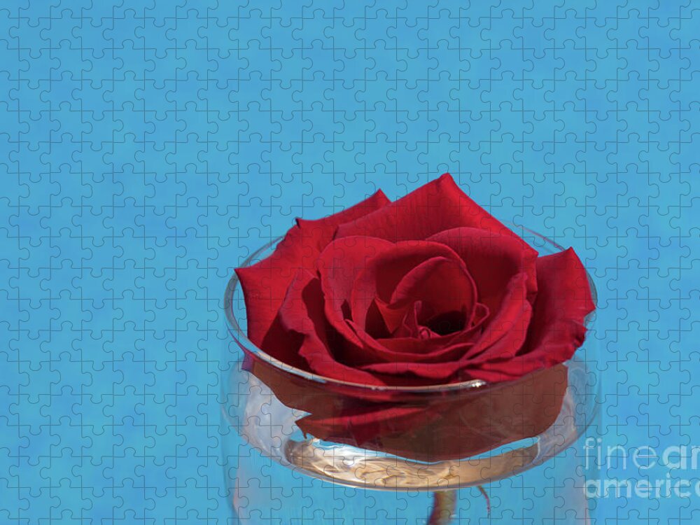 Red Rose Jigsaw Puzzle featuring the photograph Red rose blossom and blue water by Adriana Mueller