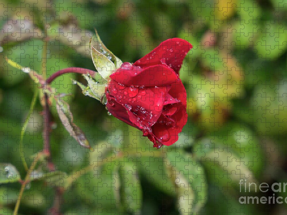 Rose Jigsaw Puzzle featuring the photograph Red rose bud with water pearls by Adriana Mueller