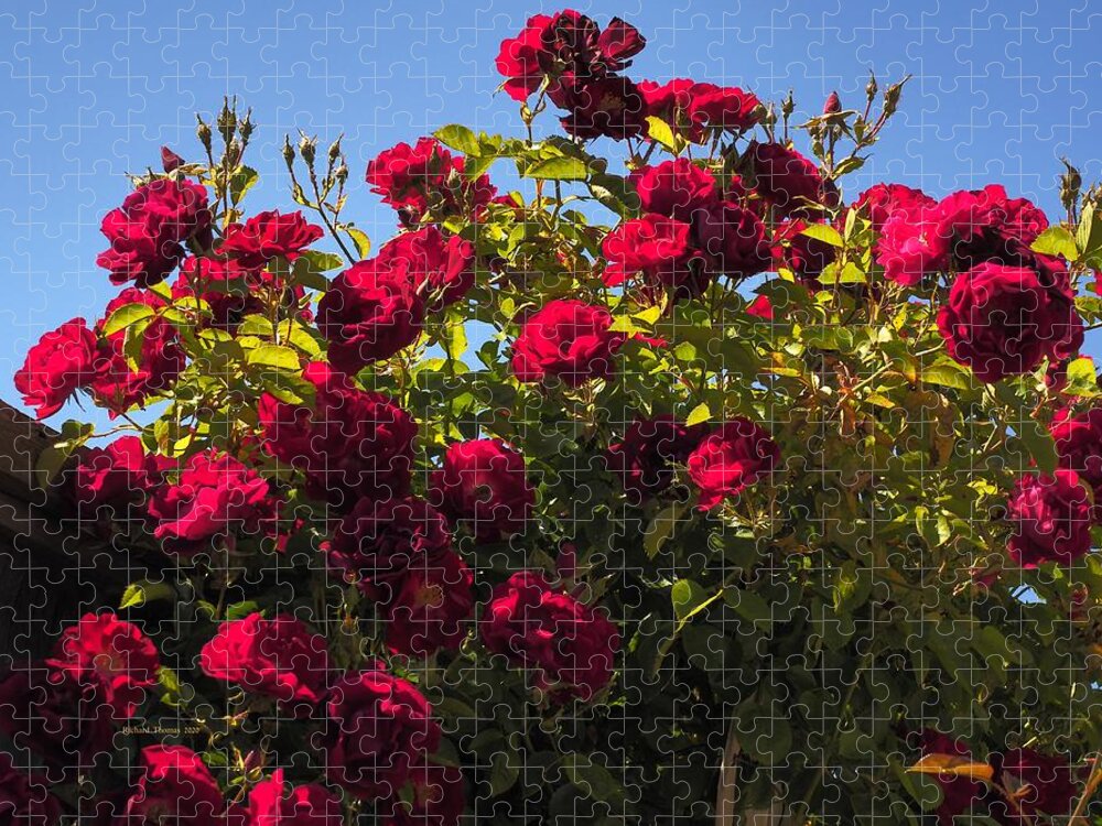 Landscape Jigsaw Puzzle featuring the photograph Red Rose Spring Sky by Richard Thomas