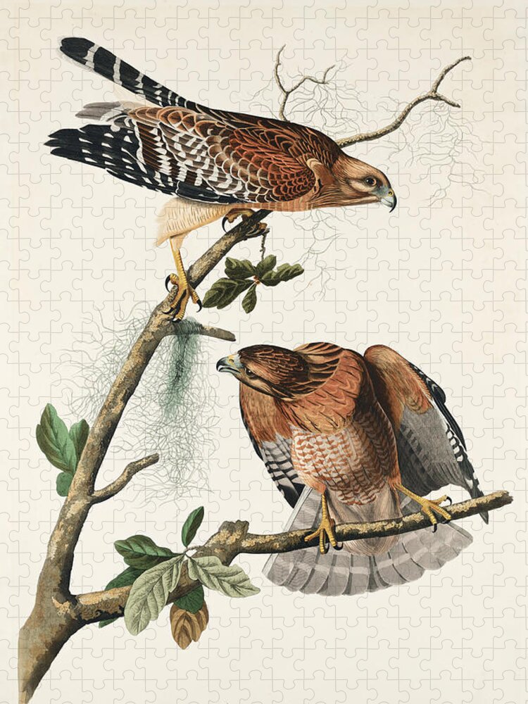 Hawk Jigsaw Puzzle featuring the mixed media Red-shouldered Hawk. John James Audubon by World Art Collective