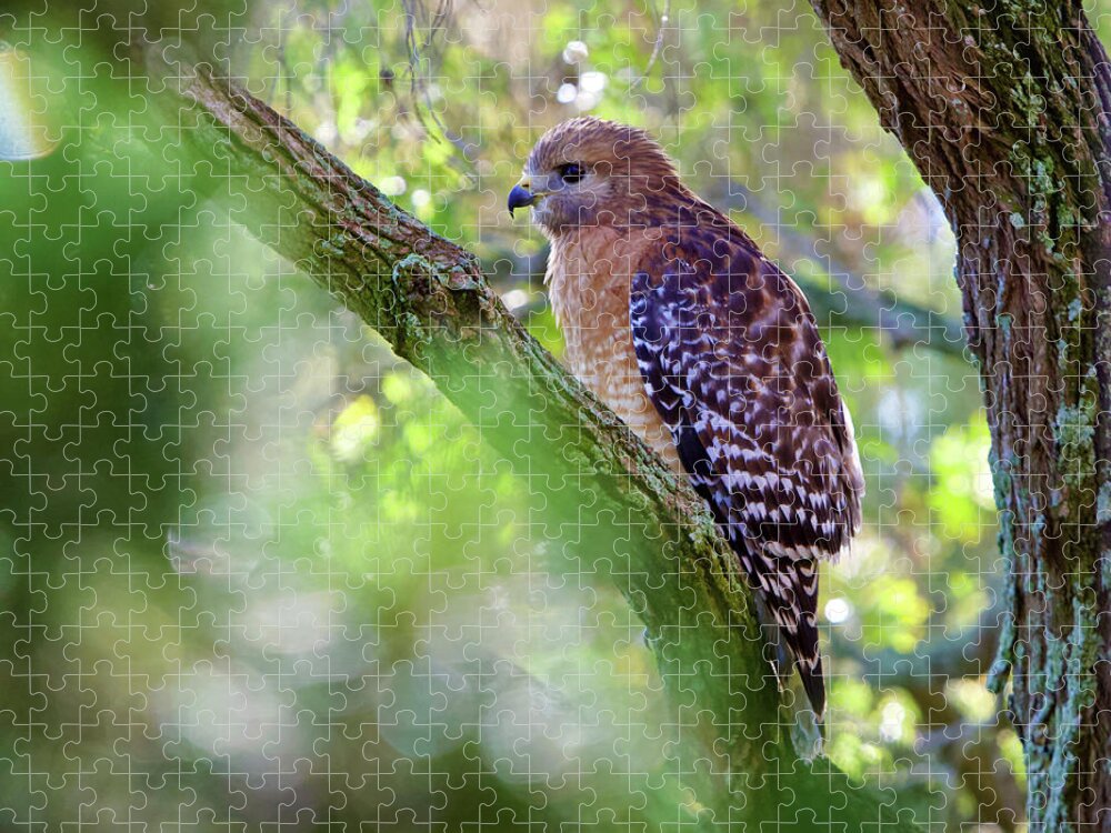 Red Shouldered Hawk Jigsaw Puzzle featuring the photograph Red Shouldered Hawk by Kandy Hurley