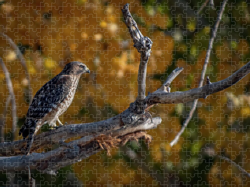Red Shouldered Hawk Jigsaw Puzzle featuring the photograph Red Shouldered Hawk by Rick Mosher