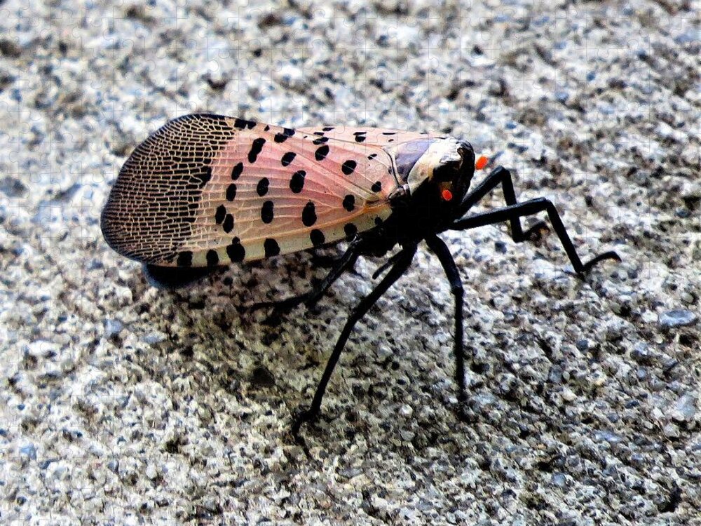 Insects Jigsaw Puzzle featuring the photograph Red Spotted Lanternfly Closeup by Linda Stern
