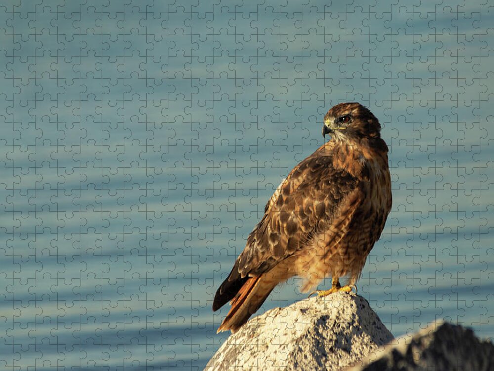 Fast Jigsaw Puzzle featuring the photograph Red Tail by Mike Lee