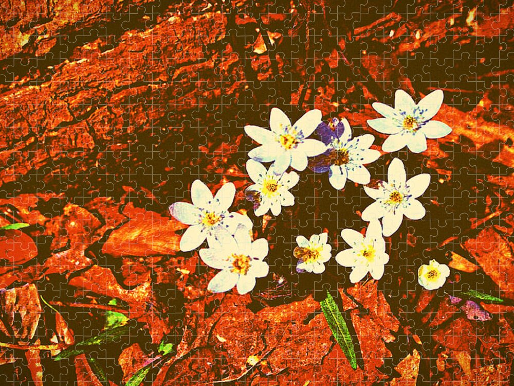 Anemones Jigsaw Puzzle featuring the photograph First Wood Anemones of Spring by Stacie Siemsen